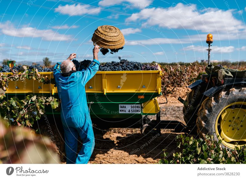 Anonymous winegrower collecting sweet grapes in vineyard winemaker harvest abundance cultivate basket countryside man horticulture fruit fill bunch blue sky