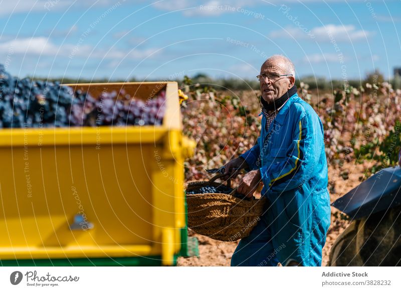 Winegrower male collecting sweet grapes in vineyard winemaker harvest abundance cultivate basket countryside man winegrower horticulture fruit fill bunch