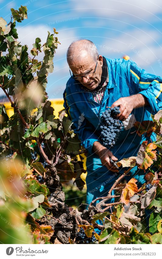 Crop winegrower collecting grapes with secateurs in vineyard pick pruning shear cultivate harvest fruit countryside man cut blue sky cloudy gardening tool