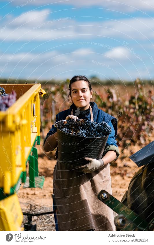 Female folding bucket with grapes trailer with fresh grapes in vineyard winemaker harvest cultivate abundance woman winegrower horticulture countryside sky