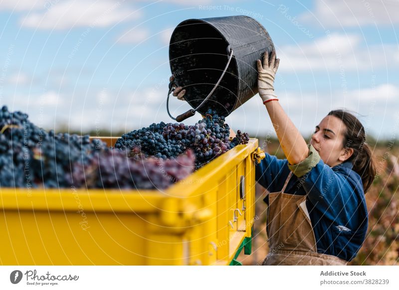 Winegrower filling trailer with fresh grapes in vineyard winemaker bucket harvest cultivate abundance woman winegrower horticulture countryside sky cloudy