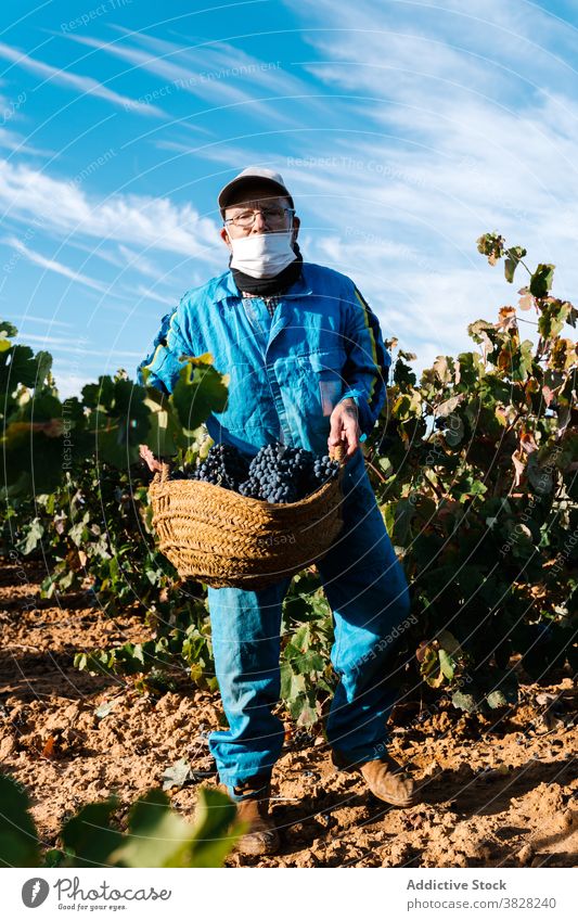 Anonymous winemaker with basket of grapes in vineyard under sky winegrower horticulture cultivate fruit harvest mask blue sky man cloudy walk ripe delicious