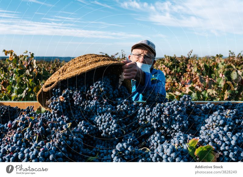 Winegrower male collecting sweet grapes in vineyard winemaker harvest abundance cultivate basket countryside man winegrower horticulture fruit mask fill bunch