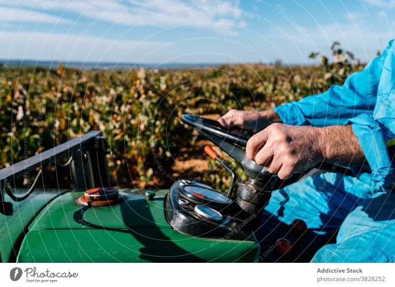 Winemaker driving garden tractor in vineyards in summer winemaker drive horticulture cultivate vehicle farm blue sky man horticulturist harvest winegrower