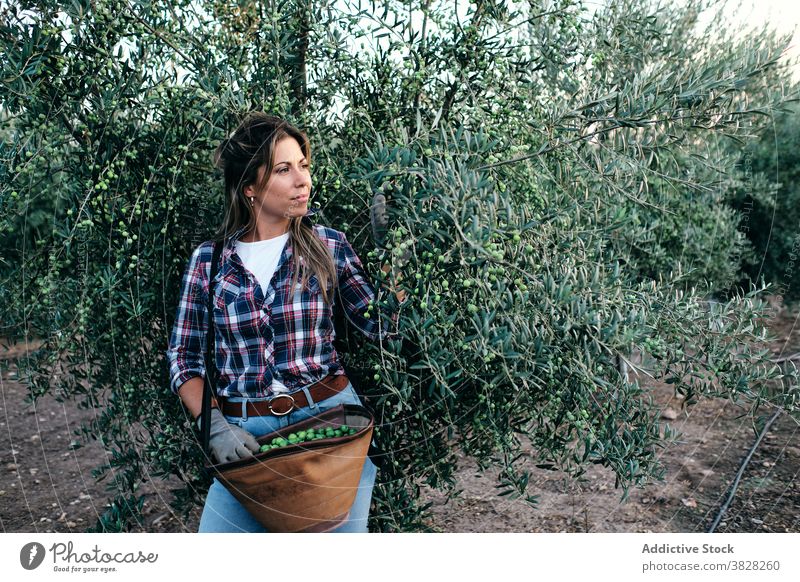 Woman harvesting olives on farm farmer pick collect plantation woman agriculture tree rural female adult small business owner work organic job agronomy