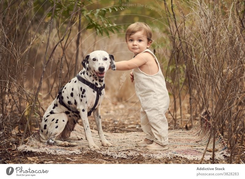 Little boy with cute dog standing in dry grass kid toddler delight little cheerful childhood adorable pet smile glad overall dalmatian animal pleasant carefree