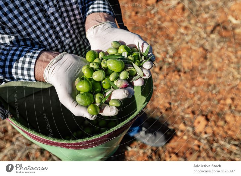 Farmer with ripe green olives in bag farmer handful fruit agronomy harvest vitamin garden nature collect cultivate season plantation organic agriculture natural
