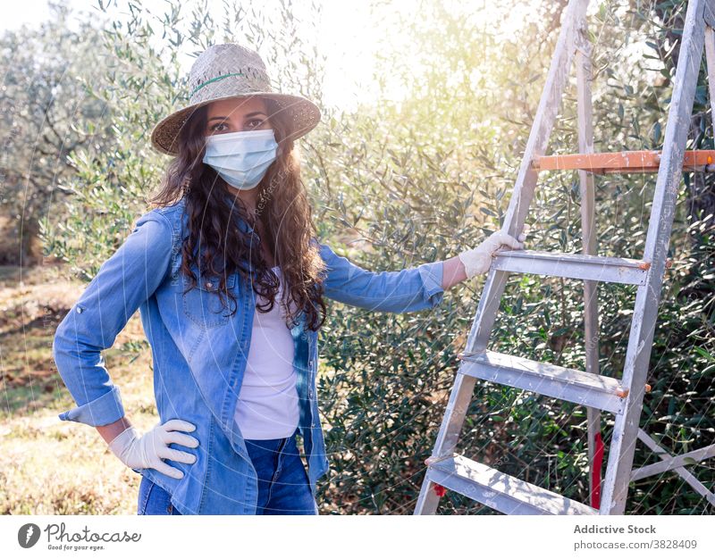 Portrait of young woman working at harvest farmer mask pick ripe fruit olive cultivate plantation covid19 female coronavirus covid 19 rural agriculture ladder
