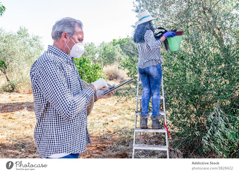 Mature man with tablet near woman collecting fruits in garden farmer covid agriculture pick using plantation harvest work field cultivate gadget horticulture