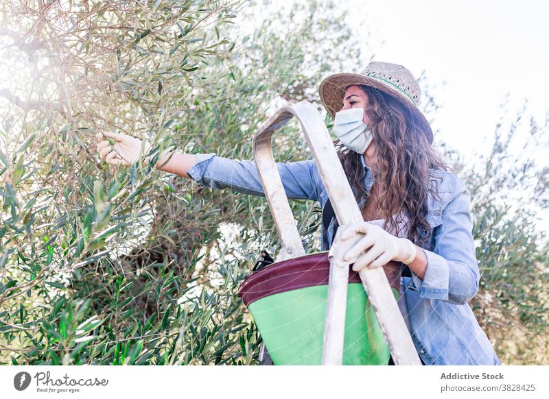 Young woman standing on ladder and collecting fruits farmer mask pick ripe olive cultivate plantation covid19 female coronavirus covid 19 rural agriculture grow