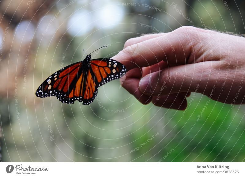 monarch butterfly - butterfly Butterfly Orange Monarch Butterfly Hand Close-up Nature Humans and animals depth blur Green Nature reserve Mexico Animal