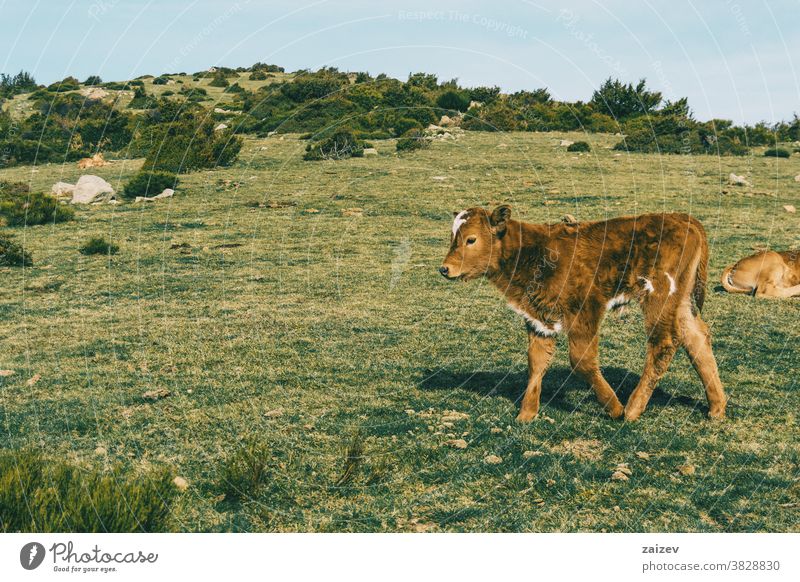 Portrait of a brown furry calf in a meadow baby young cute beautiful lovely animal vertebrate mammal lactating nature bovine cattle raising animal husbandry