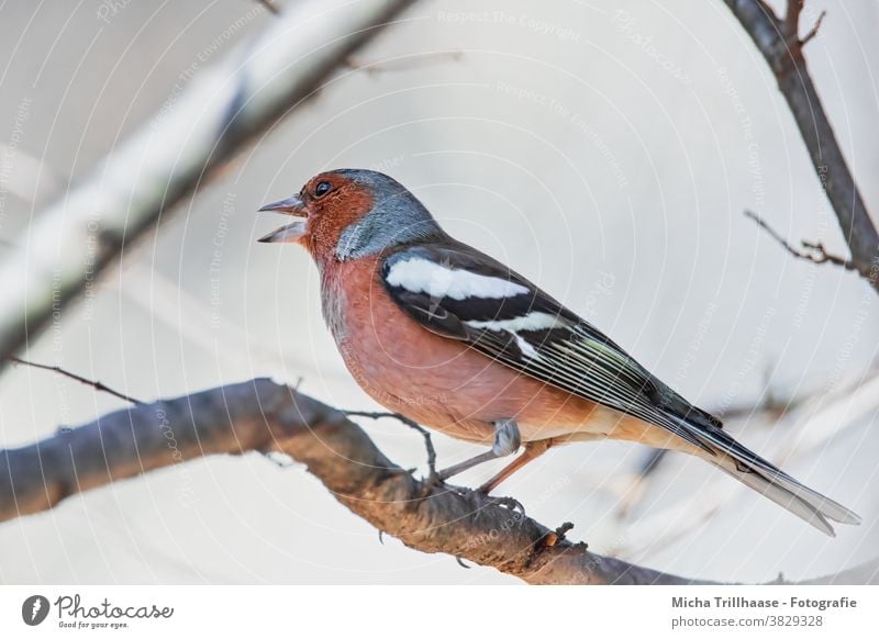 Singing Finch Chaffinch Fringilla coelebs Head Beak Animal face Eyes Claw Grand piano Bird Wild animal Feather Twigs and branches Colour photo Exterior shot