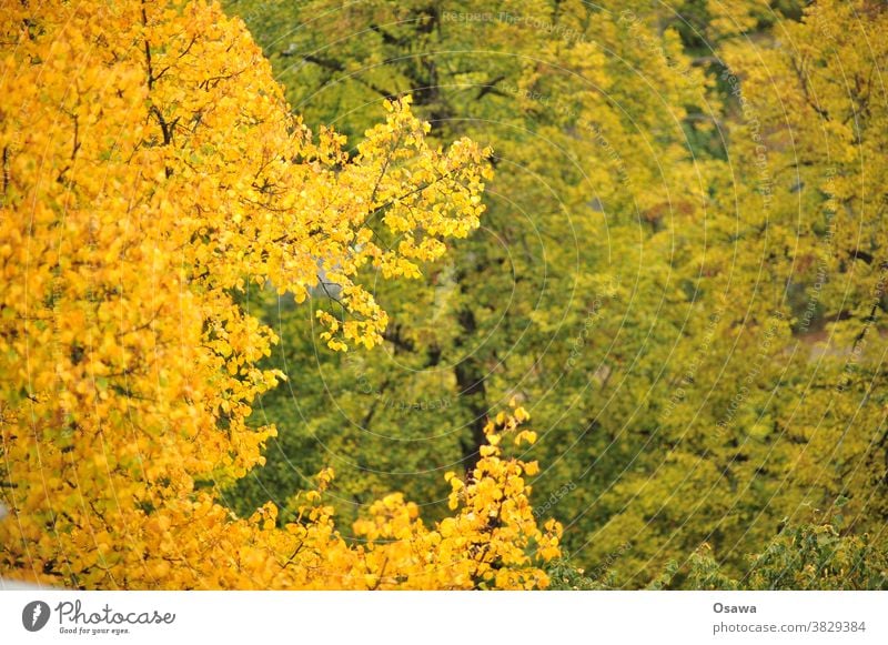 autumn foliage Autumn trees Yellow Orange Green branches twigs Treetop Plant Twigs and branches Nature Exterior shot Deserted Leaf Colour photo Day