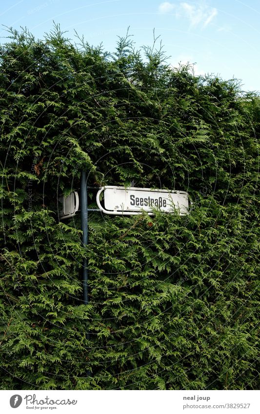 Road sign ingrown in hedge street sign Signs and labeling Lake Road regionally Hedge Border Boundary proximity neighbourhood Village rural German Exterior shot