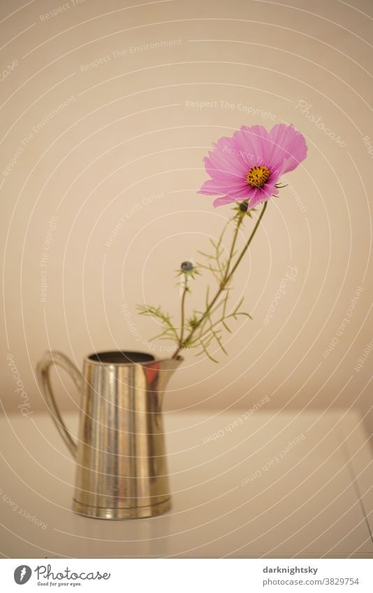 Individual cosmetics flower in bloom in a vase in the shape of a metal jug can Water jug Cosmeen Cosmos Flower cosmos pink color Green Blossom Nature Plant