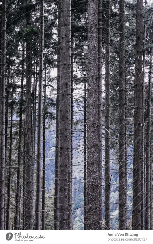 forest Forest trees Tree trunk tree trunks Wood Nature Environment Exterior shot Deserted Forestry Colour photo Coniferous forest Coniferous trees Brown