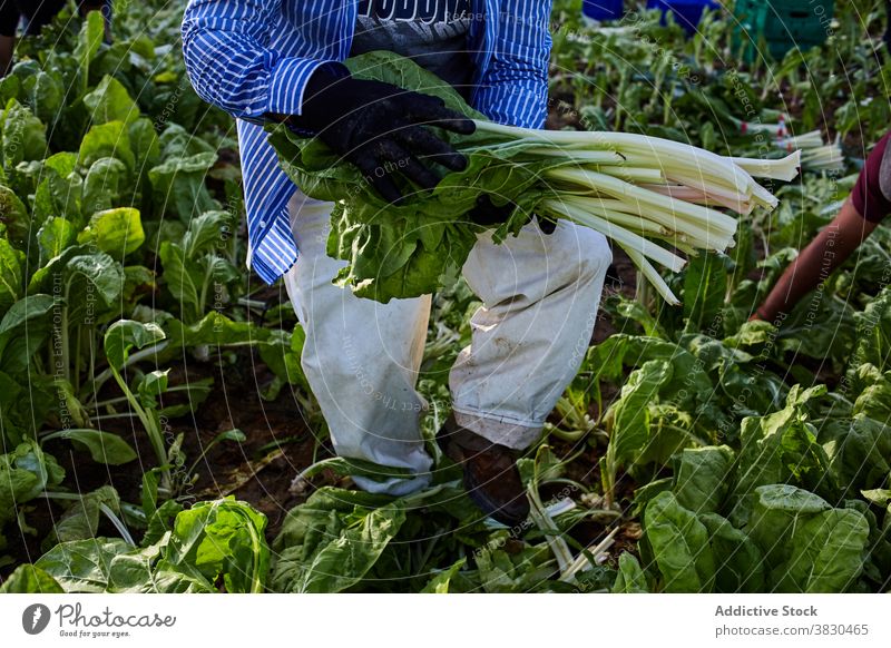 Crop man harvesting green lettuce on farm collect pick worker agriculture ripe plantation male summer farmer rural countryside cultivate fresh organic agronomy