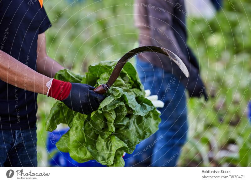 Crop man with green plants on agricultural farm collect harvest season farmer lettuce agriculture bunch male fresh countryside ripe rural healthy natural growth