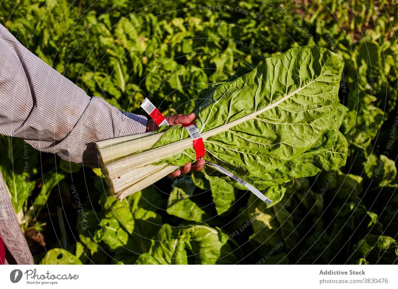 Crop farmer with bunch of greenery in countryside lettuce man plantation harvest pick collect male ripe fresh summer cultivate sunny rural season natural work