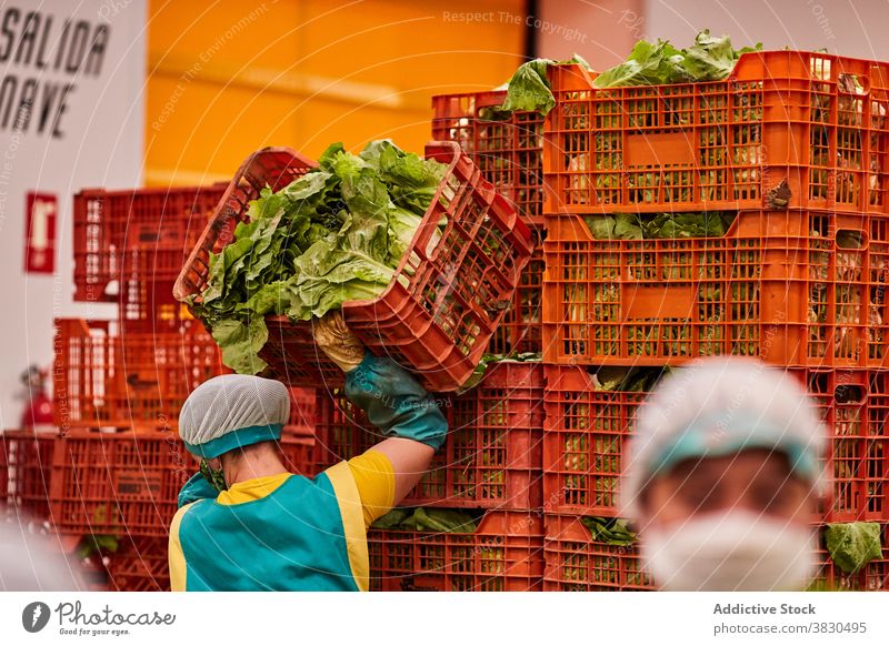 Farmers working on agricultural plant agriculture farm plastic container pile fresh lettuce stack box harvest occupation food organic industry uniform job