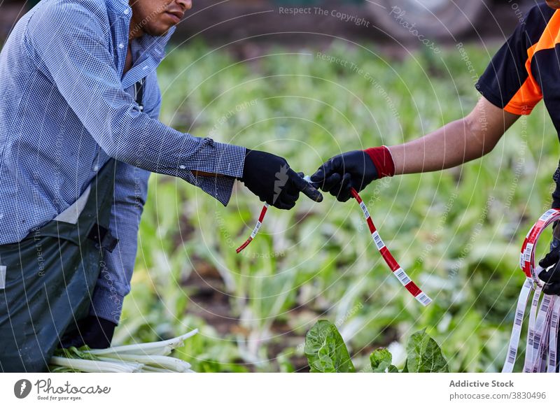 Ethnic male farmers working on plantation harvest collect bunch men lettuce countryside ribbon ethnic fresh nature season ripe occupation growth cultivate