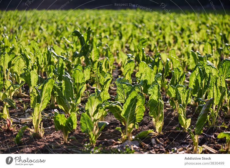 Green lettuce growing on plantation in summer field green agriculture farm harvest season sunny growth cultivate nature fresh meadow agronomy rural ripe organic