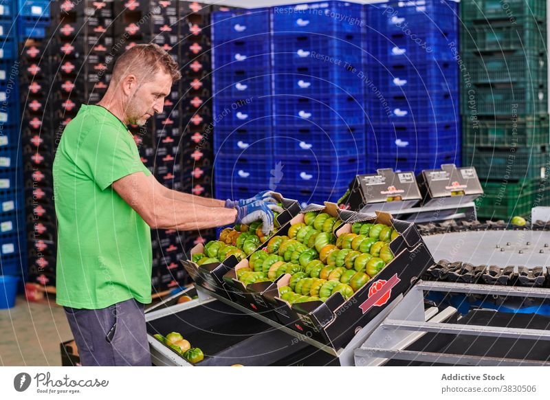Man working in grocery market tomato package man box container employee green carton male worker job cardboard occupation service prepare uniform storage food