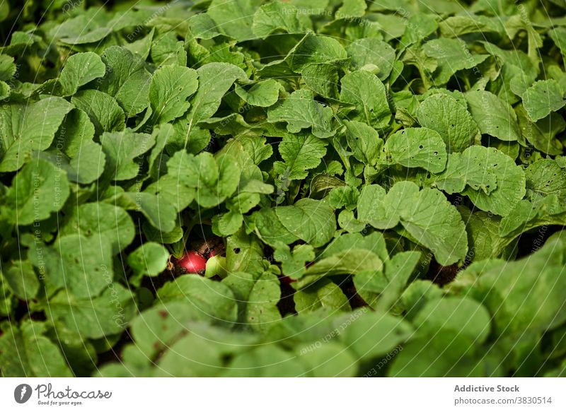 Radish growing on farm in summer radish greenhouse growth vegetable agriculture village harvest organic background cultivate ripe plantation garden fresh nature