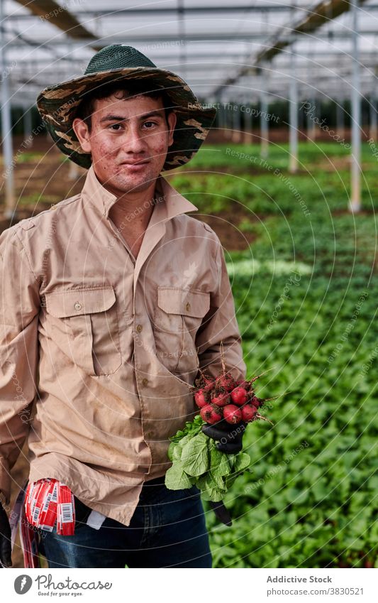 Smiling farmer with ripe radish on farm vegetable man smile worker delight bunch fresh delicious male greenhouse plant agriculture organic cheerful food garden