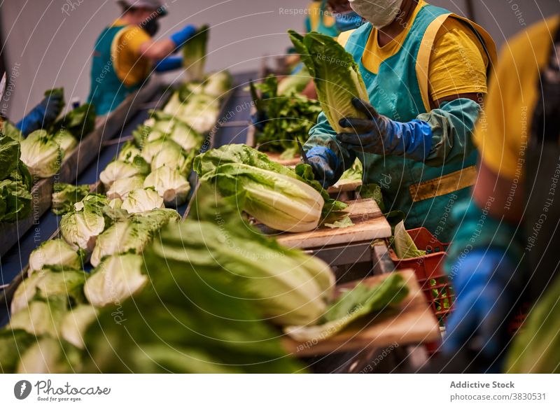 People working at agricultural plant sort belt factory agriculture vegetable people cabbage worker napa cabbage fresh uniform occupation organic job food
