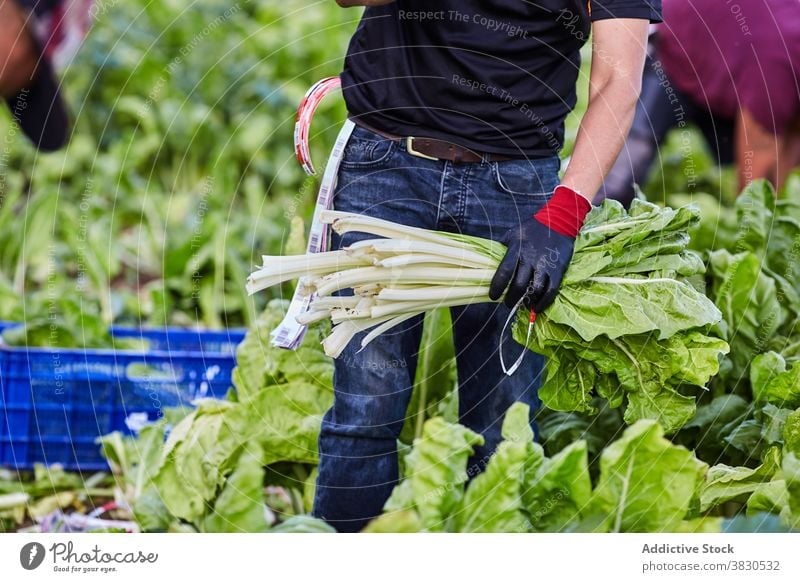 Crop man harvesting green lettuce on farm collect pick worker agriculture ripe plantation male farmer countryside cultivate organic growth nature field food job