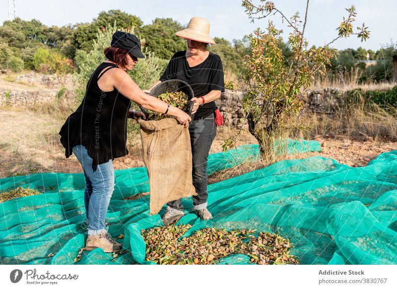 Women picking nuts in farmland women farmer put bucket bag mesh countryside female collect garner occupation meshing net harvest work business job casual