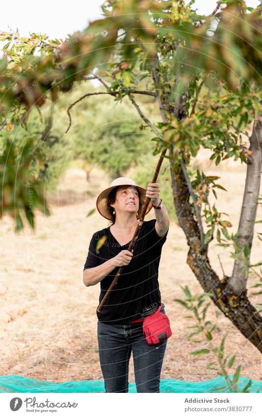 Female gardener using stick to shake almond tree woman harvest orchard knock nut positive farmland collect cultivate pick horticulture husbandry summer branch