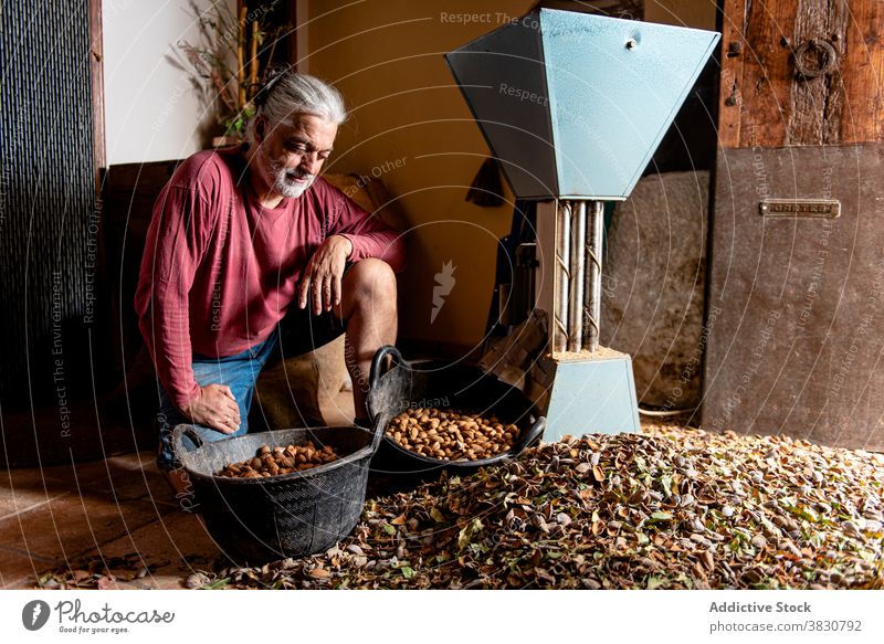 Aged man with almonds in hand farmer kneel handful nut bucket heap shell male nutshell floor serious aged pile organic fresh vegetarian healthy food ripe
