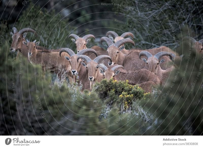 Herd of Barbary sheep in bushes barbary sheep herd flock wild range graze pasture scenic calm animal nature fur curved horn bunch mammal landscape tranquil