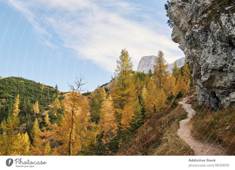 Trail in mountains near autumn forest the dolomites range trail highland woods fall nature italy tree hill picturesque landscape scenery green yellow road