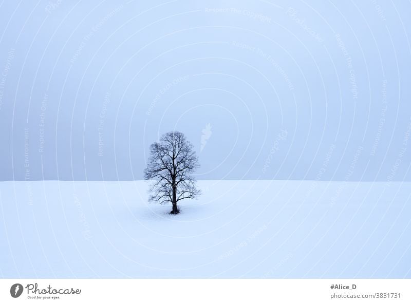 lonely leafless tree in snow white landscape abstract alone background bare beautiful beauty black blue branch bright christmas cold day empty environment field