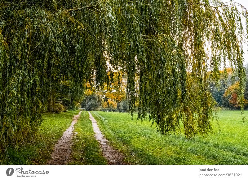 Field path with two lanes at the edge of the town with overhanging willow branches at the left edge of a fresh green cornfield, in the background autumnally coloured street trees