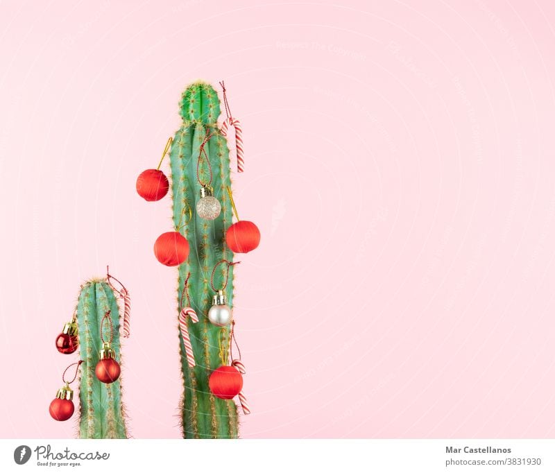 Cactus with Christmas ball decoration. cactus christmas balls pink background space copy desert holiday plant celebration green nature card red merry xmas year