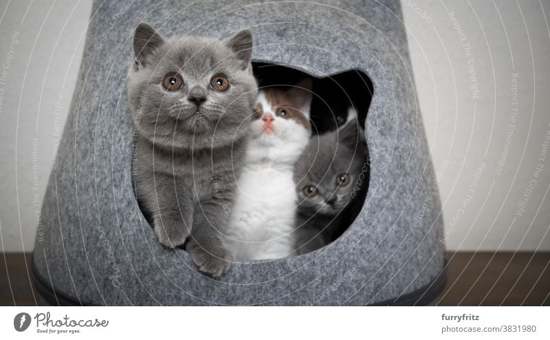 curious group of kittens together in pet cave cat pets british shorthair cat group of animals group of cats purebred cat feline fluffy fur felt pet bed shape