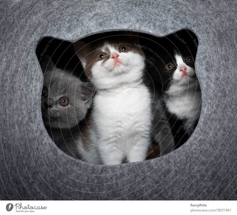 three curious kittens side by side inside of cat pet cave pets british shorthair cat group of animals group of cats purebred cat feline fluffy fur felt pet bed