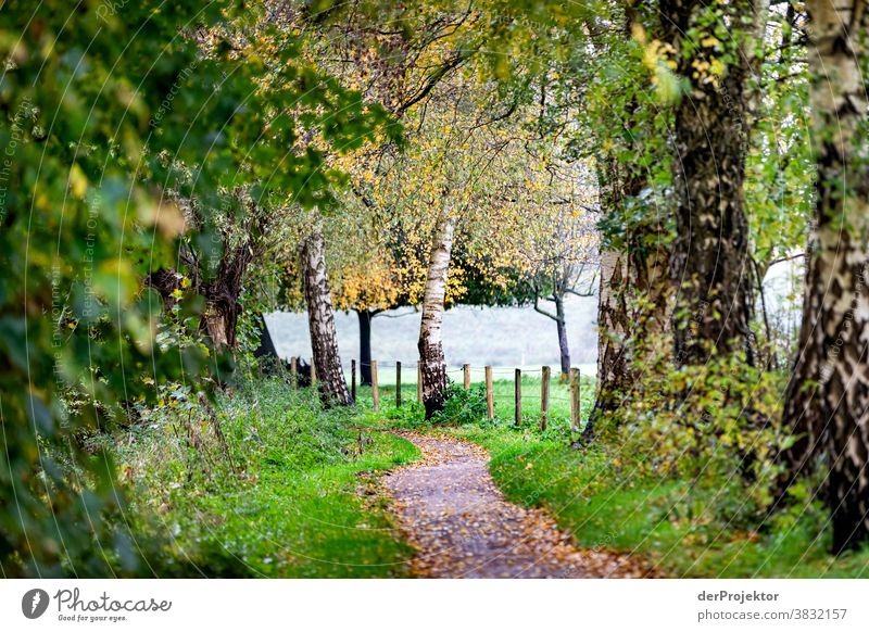 Path at the edge of the field in autumn Landscape Trip Nature hike Environment Hiking Plant Autumn Tree Forest Acceptance Trust Belief Experiencing nature