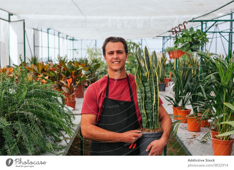 Gardener with green potted plant in glasshouse man happy greenhouse gardener cultivate cheerful work professional organic positive confident guy farm fresh