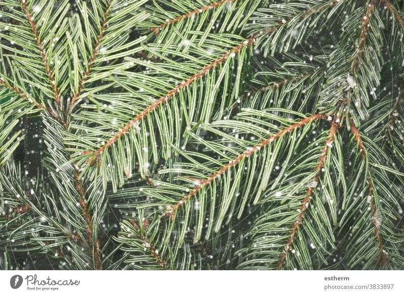 Closeup of Christmas tree branches with snowflakes - a Royalty