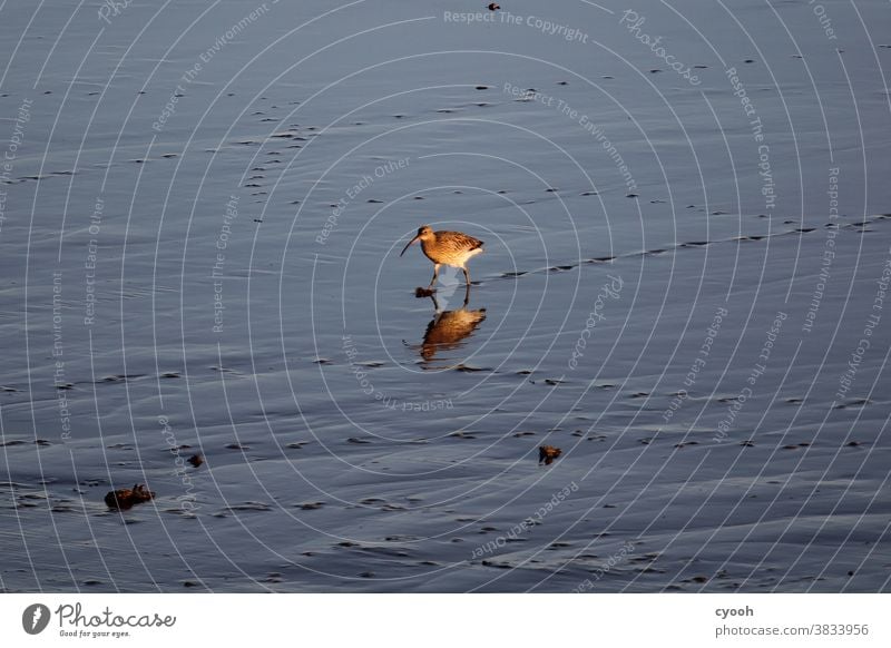 Bar-tailed Godwit waderbird Mud flats North Sea Migratory bird evening mood Romance sunset mood Water reflection Observe tranquillity silent Tracks rare bird