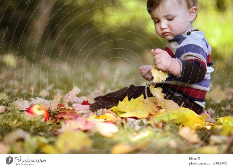 Autumn is coming soon Playing Children's game Human being Baby Toddler 1 0 - 12 months 1 - 3 years 3 - 8 years Infancy Grass Leaf Sit Cute Moody Happiness