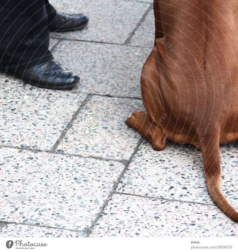 underdog Dog Pelt Sit Brown Street Man Footwear detail Stone slab Stand Black relation Animal Human being at the same time In transit Break