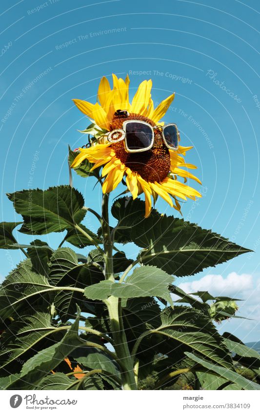 ¡Trash! 2020 |Look forward to a sunny year 2021 Sunflower Yellow Plant Summer Close-up Leaf Exterior shot Garden Nature Blossom Blossoming Deserted Green