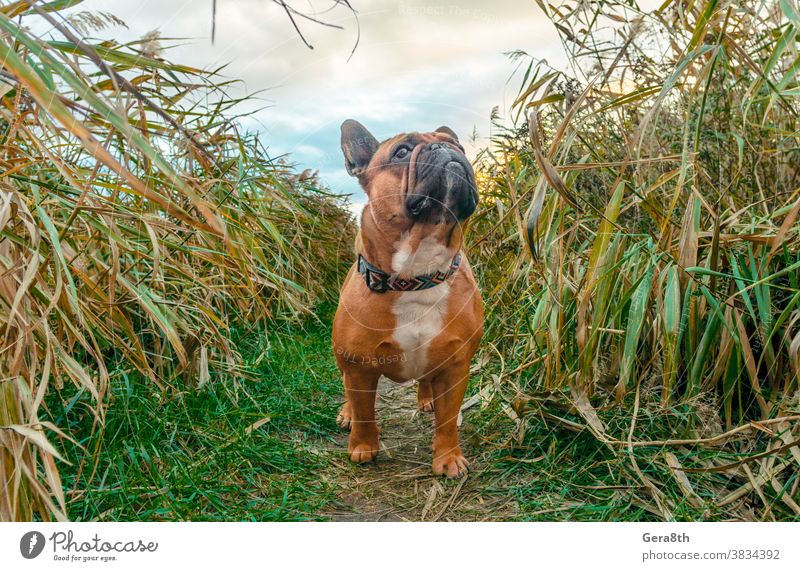 french bulldog walking on a path in the grass animal autumn breed brown canine clouds collar color cute day doggy domestic environment forest friend friendship